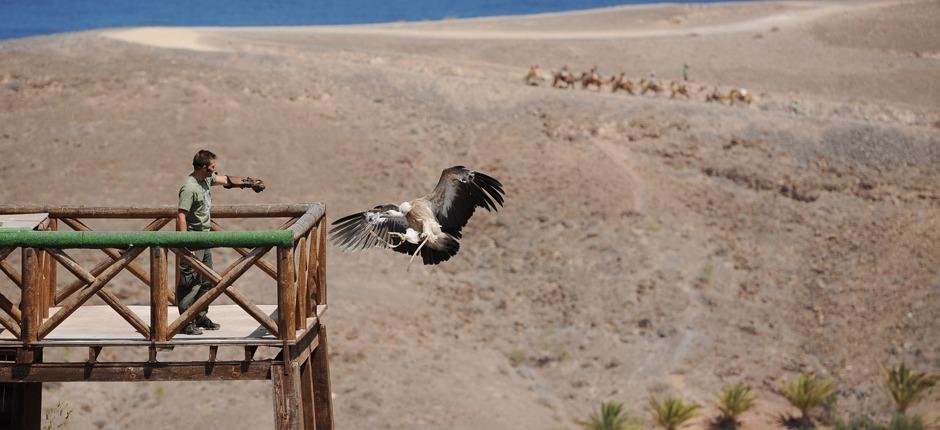 Oasis Park Fuerteventura Djurparker på Fuerteventura