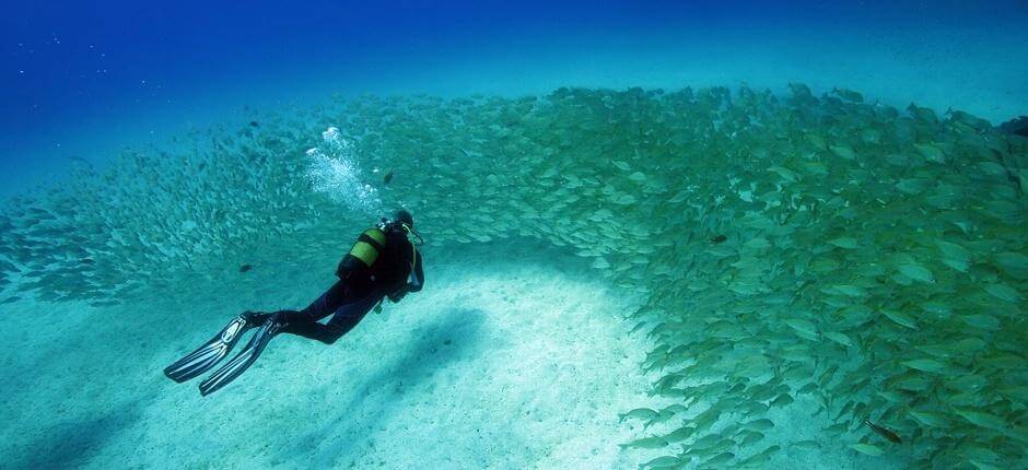 Dyka på skeppsvraken i Mogán, på Gran Canaria