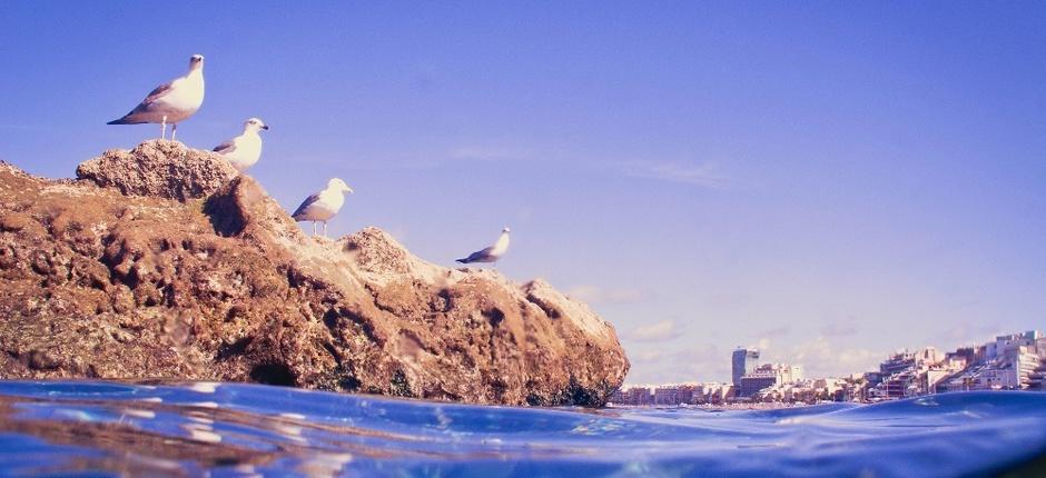 Playa de Las Canteras Populära stränder på Gran Canaria