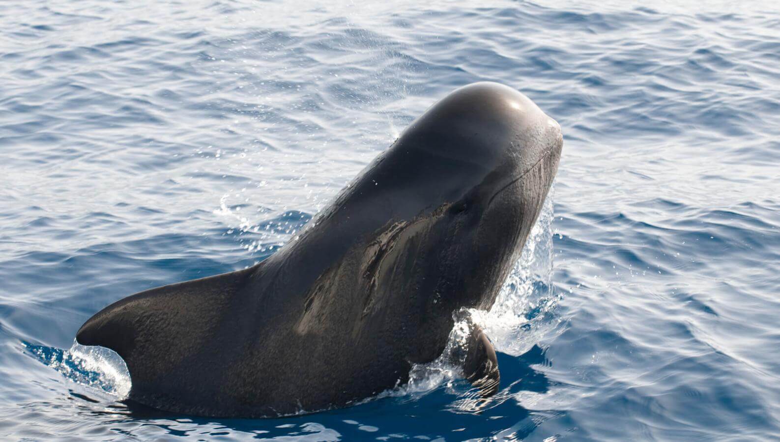 Calderón gris (tropisk valart med stora fenor) med en del av kroppen rest upp ur vattnet.