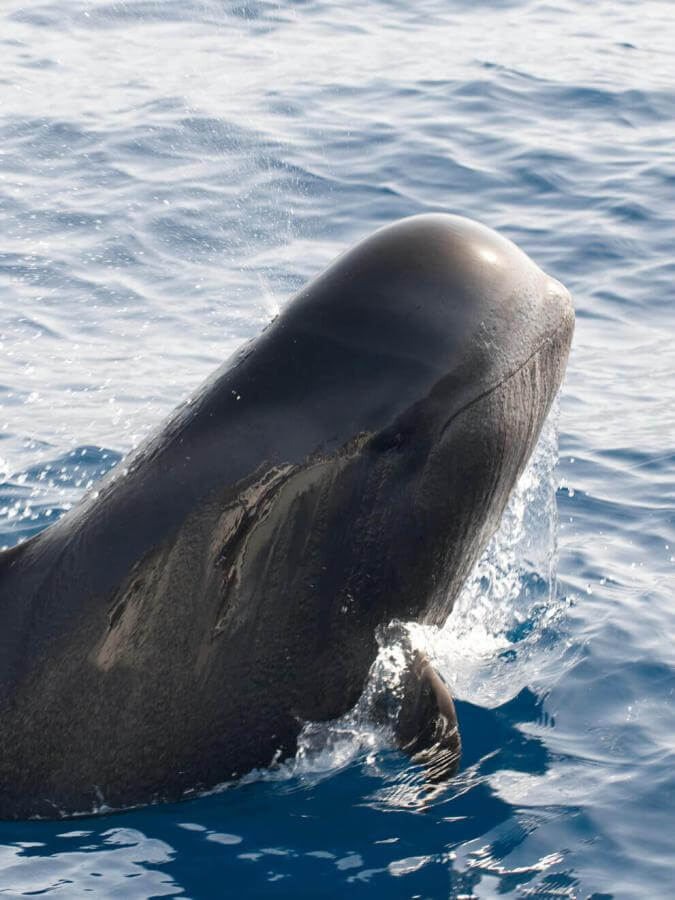 Calderón gris (tropisk valart med stora fenor) med en del av kroppen rest upp ur vattnet.