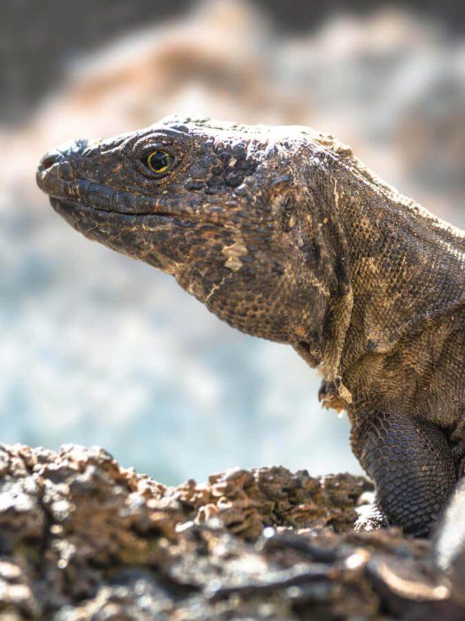 Lagarto gigante (skyddad endemisk ödla från Kanarieöarna) på El Hierro som solar på en vulkansten.