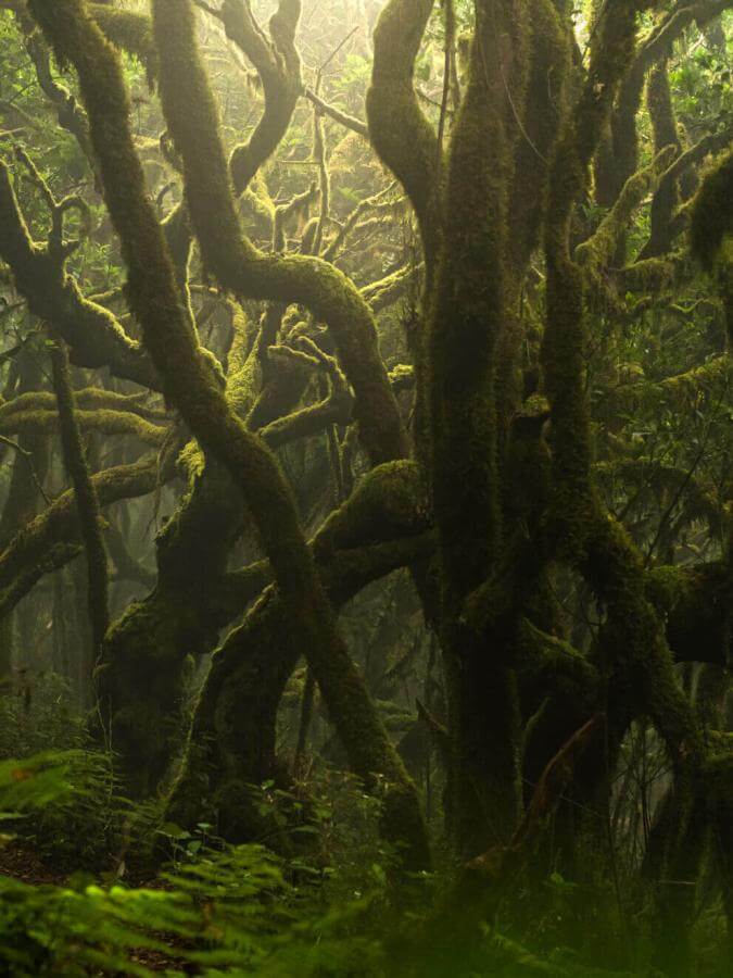 Lagerskog i Garajonay, med mossbeklädda stammar och en fuktig atmosfär höljd i dimma.