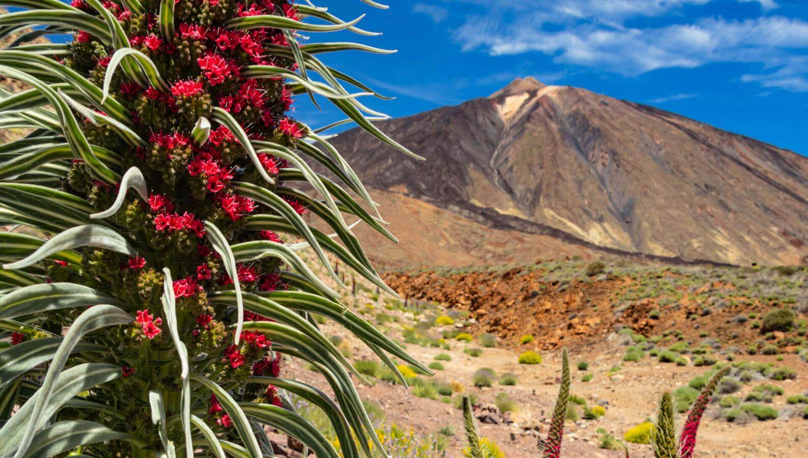 Tajinaste rojo (endemisk buske fr. Teide) i blom i Las Cañadas med Teide i bakgrunden och klarblå himmel.