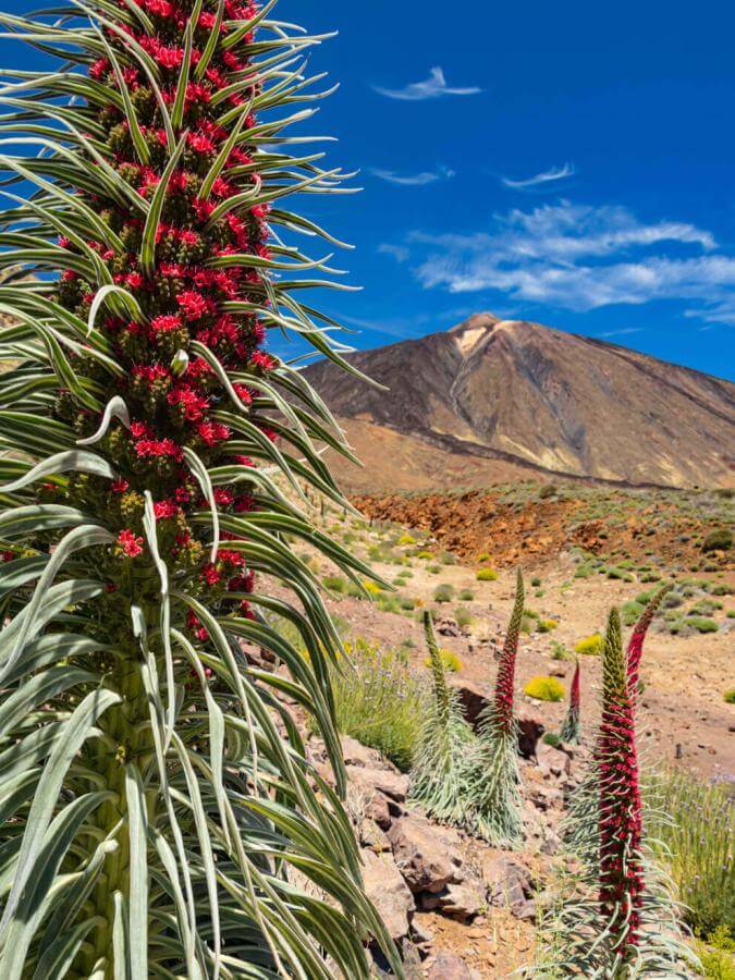 Tajinaste rojo (endemisk buske fr. Teide) i blom i Las Cañadas med Teide i bakgrunden och klarblå himmel.